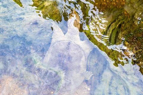 Spiny softshell turtle swimming swims in river lake water Thailand. Stock Photos