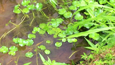 Spiny softshell turtle taking breath in river lake water Thailand. Stock Footage 328074411