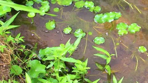 Spiny softshell turtle taking breath in river lake water Thailand. Stock Footage 328074413