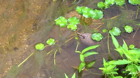 Spiny softshell turtle taking breath in river lake water Thailand. Stock Footage 328074414