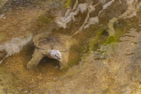 Spiny softshell turtle taking breath in river lake water Thailand. Stock Photos