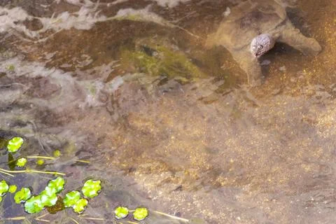 Spiny softshell turtle taking breath in river lake water Thailand. Stock Photos