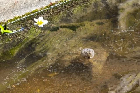 Spiny softshell turtle taking breath in river lake water Thailand. Stock Photos
