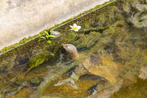 Spiny softshell turtle taking breath in river lake water Thailand. Stock Photos