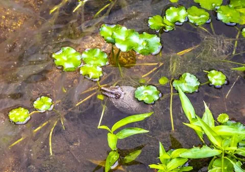 Spiny softshell turtle taking breath in river lake water Thailand. Stock Photos