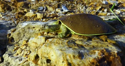 Spiny Softshell Turtle(Apalone spinifera) on a rock ledge. Stock Footage 240393969