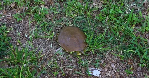 Spiny Softshell Turtle(Apalone spinifera) in some grass. Stock Footage 240383945