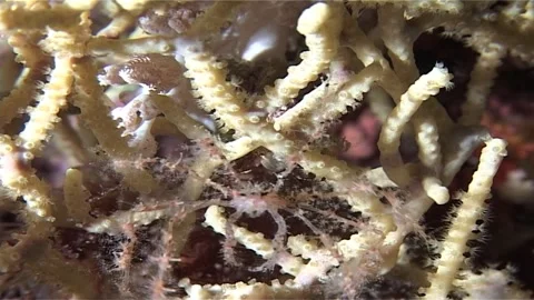 Spiny Spider Crab Crawl Out Of Screen Stock Footage 300916488