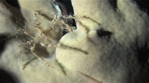 Spiny Spider Crab Crawling Among Fire Coral  Stock Footage 300916502