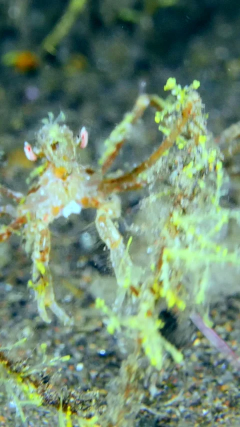 Spiny spider crab trying to catch passing prey over sandy area Stock Footage 228829498