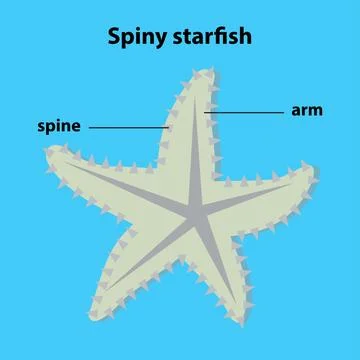 Spiny starfish Stock Illustration