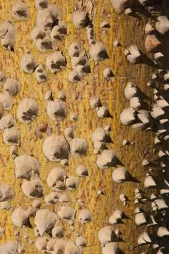 Spiny stem Foto stock