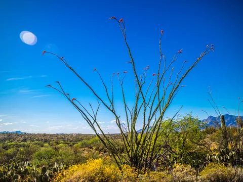 A spiny stems Ocotillo in Saguaro National Park, Arizona Stock Photos