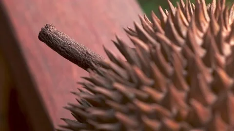  Spiny surface of durian fruit close up.  Prickly round ripe thorn-covered rind, Video stock 134217223