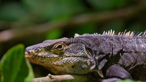 Spiny-tailed iguana, closeup Stock Footage 288135702