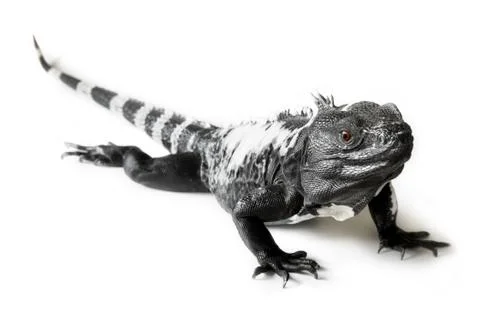 Spiny Tailed Iguana Stock Photos