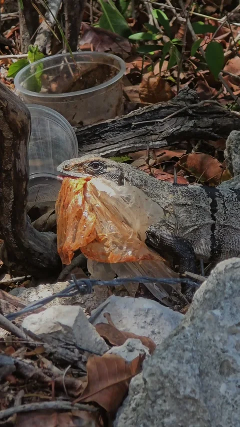 Spiny tailed iguana with stuck plastic bag from food Stock Footage 314690105