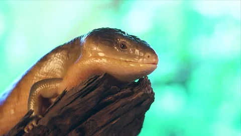 Spiny-Tailed Lizard Basking on a Log Against a Green Background Stock Footage 340925327