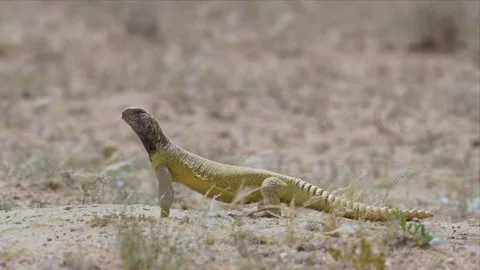 Spiny-Tailed Lizard Basking Motionless on Desert Ground Vídeo Stock 342487429