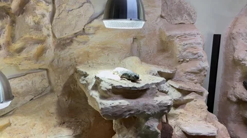 Spiny-tailed lizard basking under a heat lamp in a zoo terrarium Stock Footage 341700043