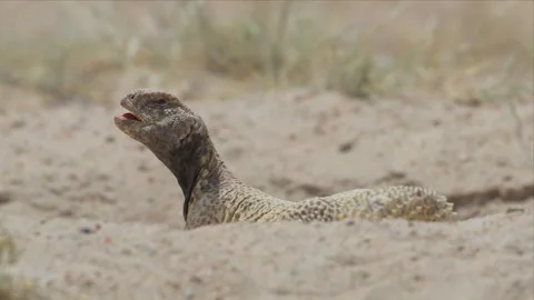 Spiny-Tailed Lizard Breathing With Head Raised and Mouth Open Vídeo Stock 342486776