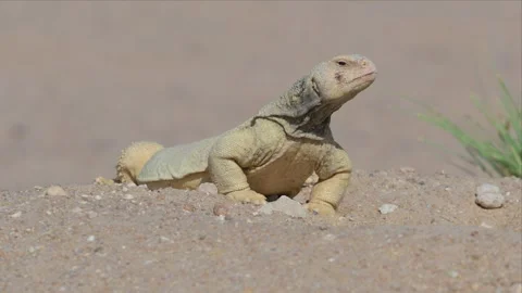 Spiny Tailed Lizard Full Body Close-Up on Desert Sand Vídeo Stock 342486263