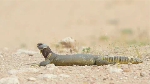 Spiny-Tailed Lizard Lying Still on Desert Sand in Profile Stock Footage 340925534