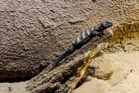 Spiny-tailed lizard resting on a textured log in a sandy desert environment Stock Photos
