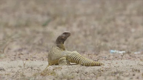 Spiny-Tailed Lizard Standing Alert on Open Desert Sand Vídeo Stock 342488102