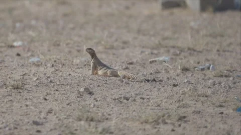 Spiny Tailed Lizard Standing Alone on Open Desert Ground Stock Footage 340276732
