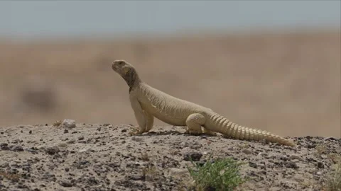 Spiny Tailed Lizard Standing in Profile on a Desert Ridge Stock Footage 340276681