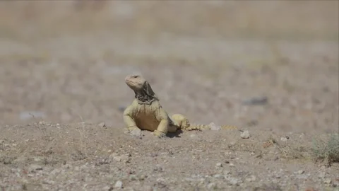 Spiny Tailed Lizard Stretched Out on Bare Desert Ground Vídeo Stock 342486931