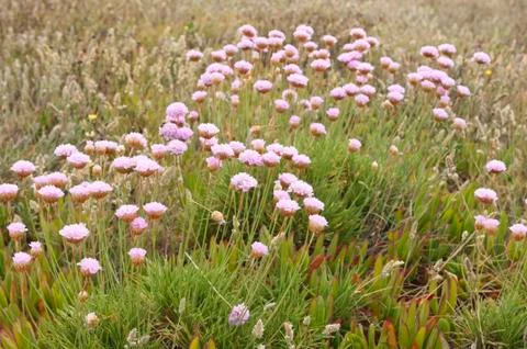 Spiny thrift Stock Photos