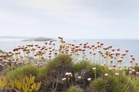 Spiny Thrift Stock Photos