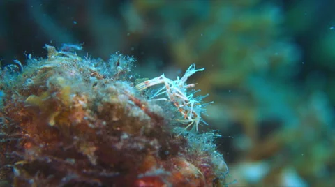 Spiny Tiger Shrimp Stock Footage 58776847