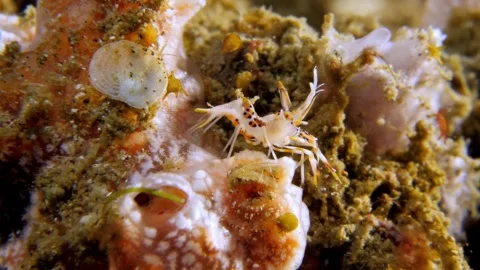 Spiny Tiger Shrimp Profile View Stock Footage 320942210