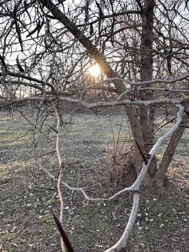 Spiny Tree Branches in Sunset Light Stock Photos