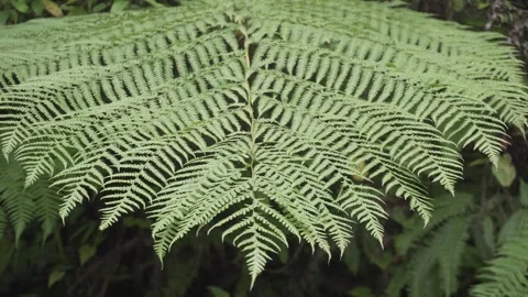 Spiny Tree Fern. It is mainly grown in the hilly regions of the Himalayas. Stock Footage 253219328