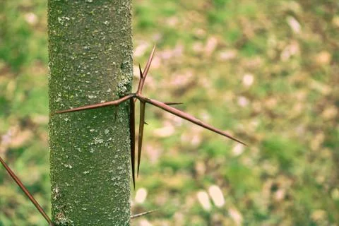 Spiny tree Stock Photos