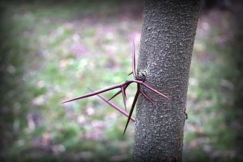 Spiny tree Foto stock
