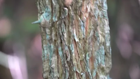 Spiny Tree Trunk with Deep Grooves in the Rainforest Vídeos de archivo 327412023