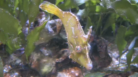 Spiny tropical fish Stock Footage 56338334