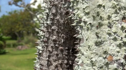 Spiny trunk of Sandbox Tree (Hura crepitans) with ants. Stock Footage 64048359