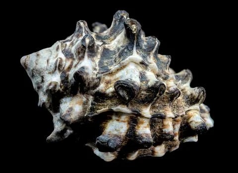Spiny Vasum Seashell on Black Background Stock Photos