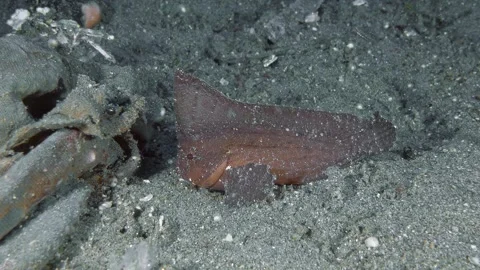 The spiny waspfish Stock Footage 345619470