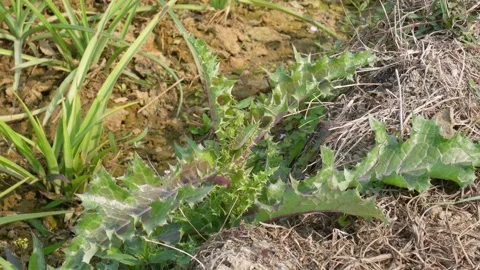 Spiny wild thistle weed 스톡 동영상 332586806