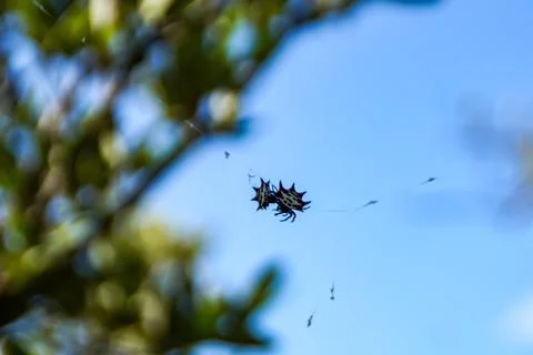 Spinybacked Orb Weaver Stock Photos