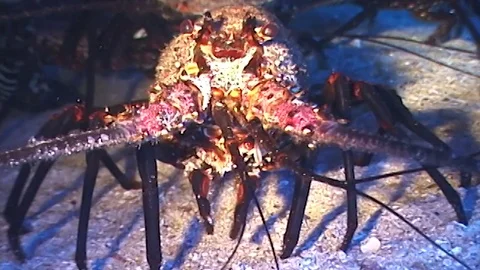 Spinylobster2 Stock Footage 80544805
