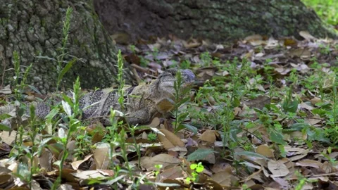 Spinytail iguana (Ctenosaura) walking and eating in grass Stock Footage 149614228