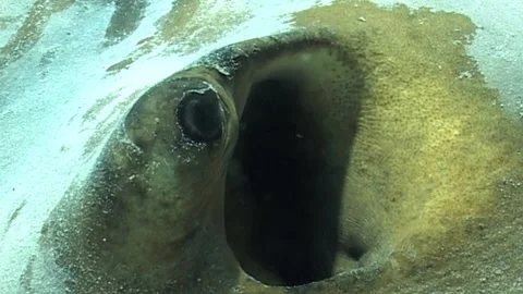 Spiracle Detail Of Feathertail Stingray Stock Footage 292851439